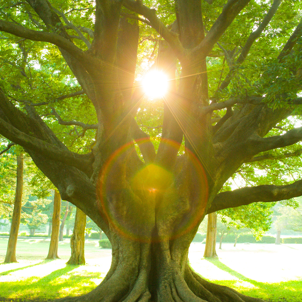 Image of tree with the sun shinning bright through